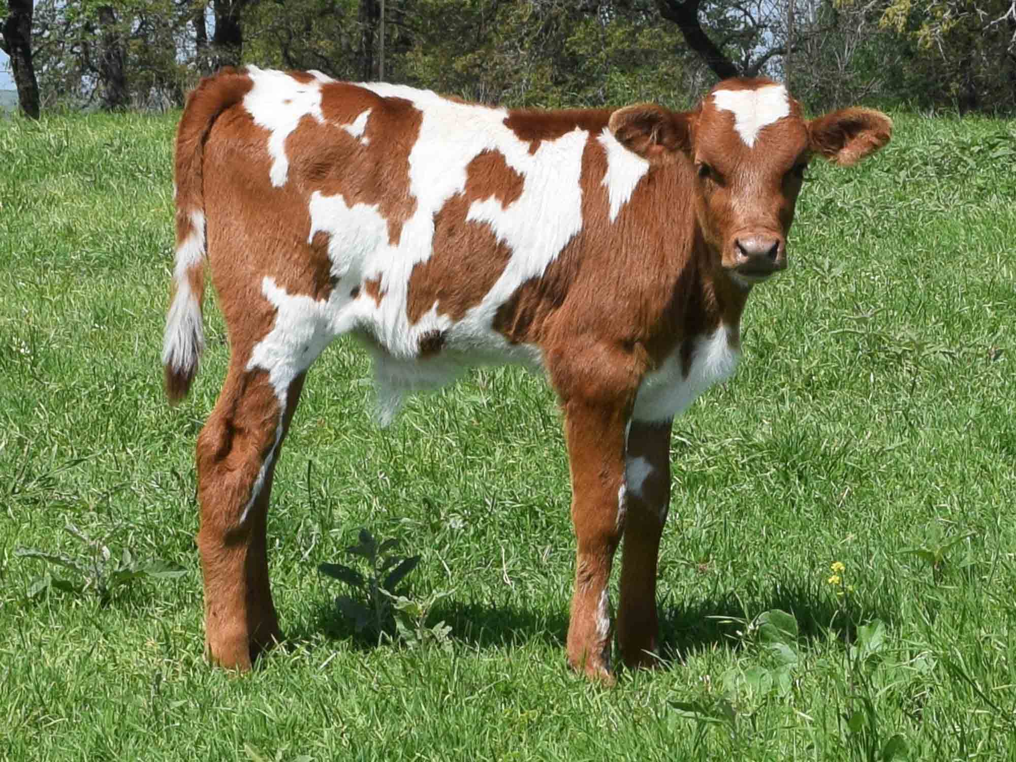 Rocking O Longhorns Texas Longhorn bull calves for sale